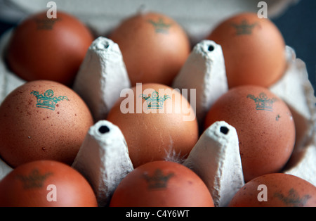 Free range eggs from Burford Brown hens in an egg box Stock Photo