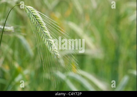 Secale cereale. Rye grass seed head Stock Photo