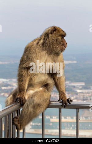 A male Barbary Macaque sat on the fence at the Rock of Gibraltar overlook - Europe's only primate Macaca sylvanus Stock Photo