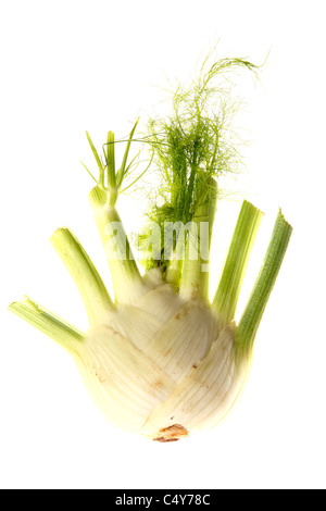 Vegetable, fennel. Stock Photo