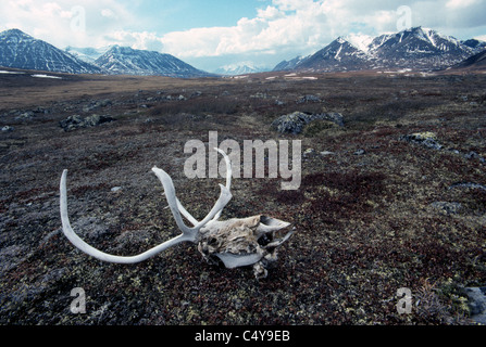 A caribou (reindeer) skull with antlers lies on the tundra in springtime at Anaktuvuk Pass, an Eskimo village above the Arctic Circle in Alaska, USA. Stock Photo