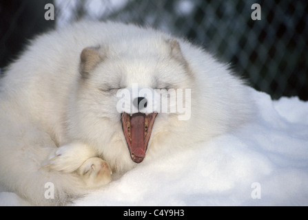 The Arctic Fox changes color with the seasons and its fur turns white in winter to blend with the snow, as here in a zoo in Anchorage, Alaska, USA. Stock Photo