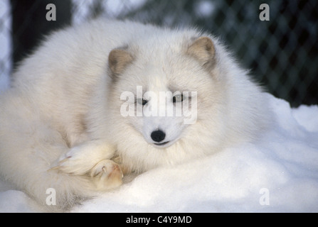 The Arctic Fox changes color with the seasons and its fur turns white in winter to blend with the snow, as here in a zoo in Anchorage, Alaska, USA. Stock Photo