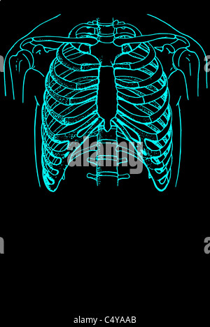 Ribs of the human thorax Stock Photo