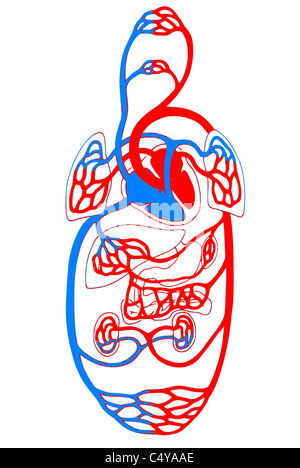 Cardiovascular System/ overview blue and red Stock Photo