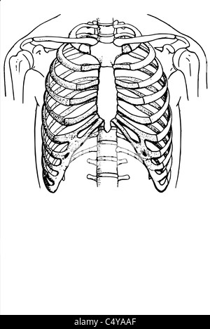 Ribs of the human thorax Stock Photo