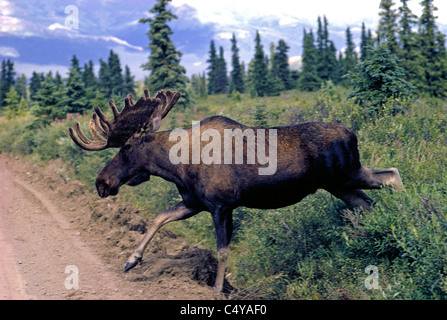 A bull moose with large antlers suddenly dashes from the wilderness and becomes a hazard to surprised motorists on this unpaved road in Alaska, USA. Stock Photo