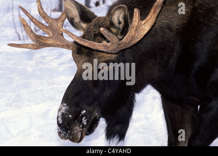 A bull moose with antlers keeps a sharp eye on human strangers as he noses in the snow for food near Anchorage, Alaska, USA. Stock Photo