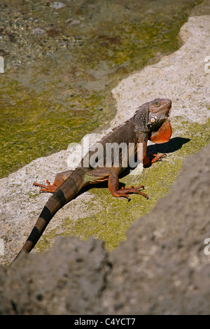 Iguana near the ocean in Puerto Rico showing the orange beard Stock Photo