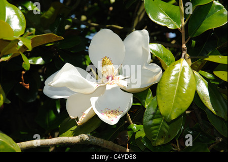 Magnolia grandiflora Goliath in bloom Stock Photo