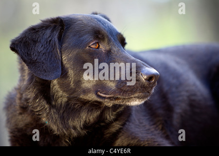 Close-up of the head of a black dog. Stock Photo