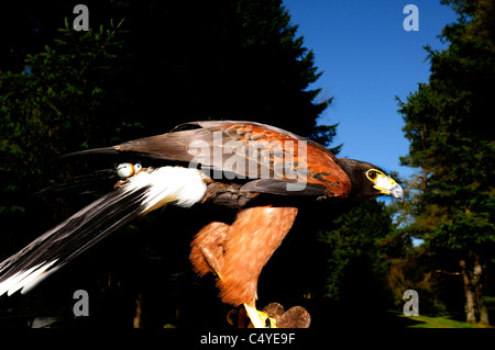 Monty 'the HarrisHawk tethered to the  keeper's glove at the  Birds of Prey Center   Kielder Water and Forest Park, Northumberland, England, UK Stock Photo