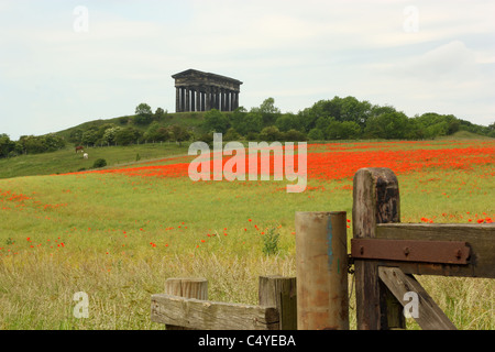 Poppies at the Earl of Durham Monument, Penshaw, Durham, England Stock Photo