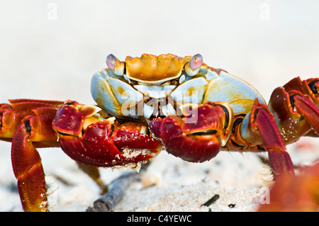 Sally Lightfoot crab eating on beach on Baltra Island in the Galapagos Islands Ecuador