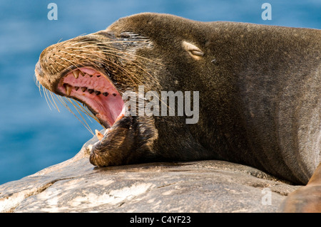 Galapagos sea lion yawning on rock on South Plaza Island in the Galapagos Islands Ecuador Stock Photo