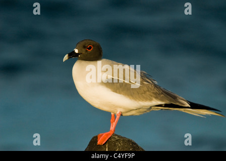 Swallow-tailed gull on South Plaza Island in the Galapagos Islands Ecuador Stock Photo