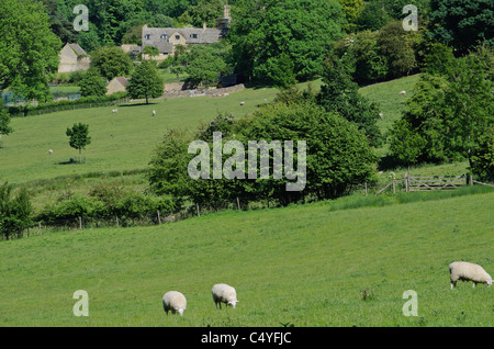 sheep farm saintbury cotswolds cotswold gloucestershire Stock Photo