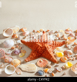 beach with white sand and starfishwith shells still life like summer vacation background Stock Photo