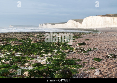 Seven sisters white chalk cliffs Birling Gap beach. Tide out sea weed on rocks East Sussex, England UK Coastline English channel Stock Photo