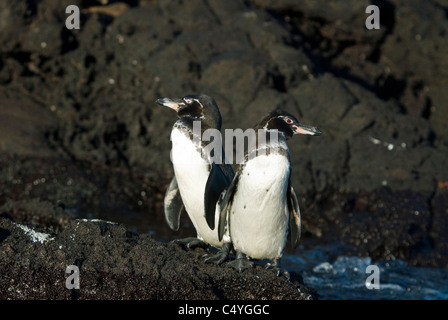 Endangered Galapagos penguin pair (Spheniscus mendiculus) on Bartolome Island in the Galapagos Islands Ecuador Stock Photo