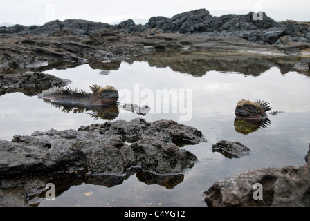 Marine iguanas (Amblyrhynchus cristatus) resting in tide pool on Santiago Island in the Galapagos Islands Ecuador Stock Photo