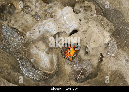 Sally Lightfoot crab on water-shaped volcanic tuff rock on Santiago Island in the Galapagos Islands Ecuador Stock Photo