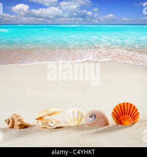 beach summer vacation background shell pearl clam snail tropical symbol Stock Photo