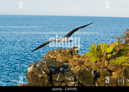 Blue-footed booby in flight near Seymour Island in the Galapagos Islands Ecuador Stock Photo