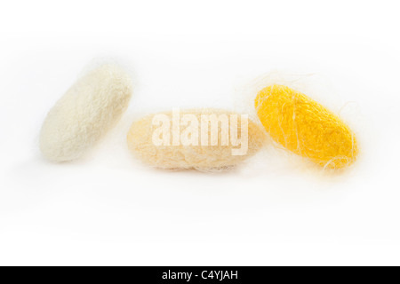 closeup of three silkworm cocoon isolated on white background Stock Photo