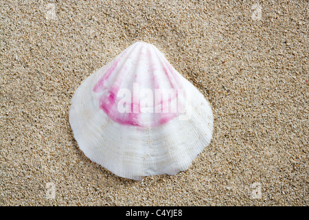 beach white beach sand and pink shell closeup Stock Photo