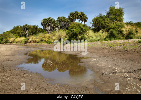 Dinder (Dindir) National Park, Northern Sudan, Africa Stock Photo