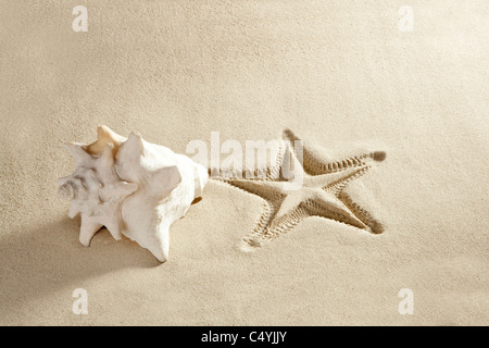 caribbean beach shell and starfish printed on white sand summer vacation background Stock Photo