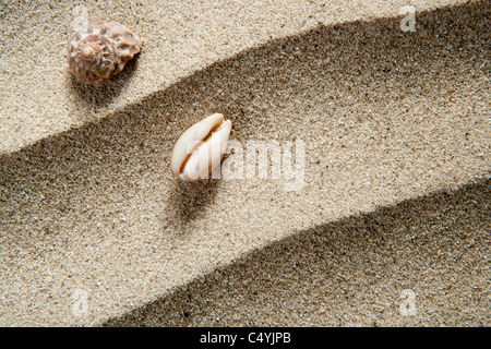 closeup macro of shell and sea snail over beach sandwith wavy texture such a summer vacation background Stock Photo