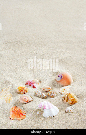caribbean beach of white sand with shells like a summer vacation background Stock Photo