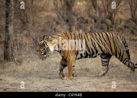 Side view of a Tiger walking away, isolated on white Stock Photo - Alamy