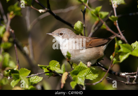 Whitethroat (Sylvia communis) perched in a birch. Stock Photo