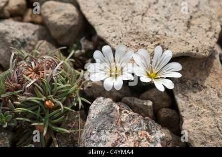 Edmondston's chickweed (Cerastium nigrescens) flowers grows on serpentine debris Keen of Hamar Unst Shetland Scotland UK Europe Stock Photo