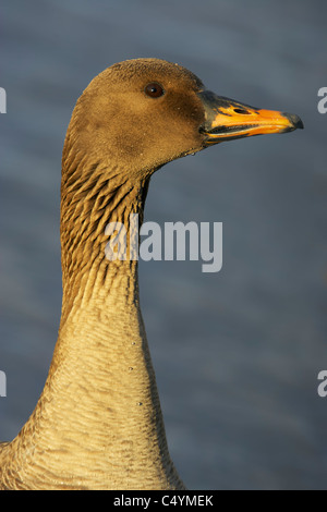 Bean Goose (Anser fabalis), portrait of adult. Stock Photo