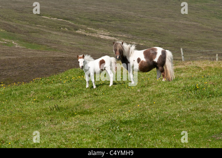 Shetland Pony (Equus caballus) mare and foal Unst Shetland Subarctic Archipelago Scotland UK Europe Stock Photo