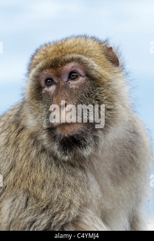 A male Barbary Macaque sat on the wall on the Rock of Gibraltar - Europe's only primate Macaca sylvanus Stock Photo