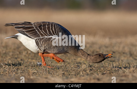 Bean Goose (Anser fabalis), adult threatening. Stock Photo