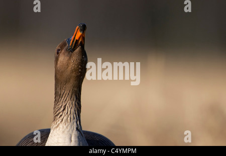 Bean Goose (Anser fabalis), adult drinking, portrait. Finland. Stock Photo