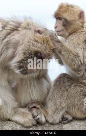 A female and baby male Barbary Macaque sat on the wall grooming at the Rock of Gibraltar - Europe's only primate Macaca sylvanus Stock Photo