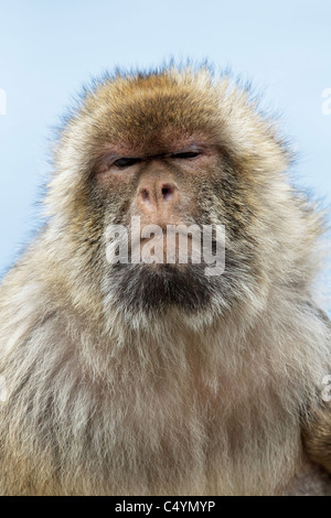 A female Barbary Macaque sat on the wall on the Rock of Gibraltar - Europe's only primate Macaca sylvanus Stock Photo