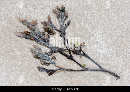 Bladder Wrack (Fucus vesiculosus) fronds and sand patterns on sand Fetlar Isle Shetland Subarctic Archipelago Scotland UK Europe Stock Photo