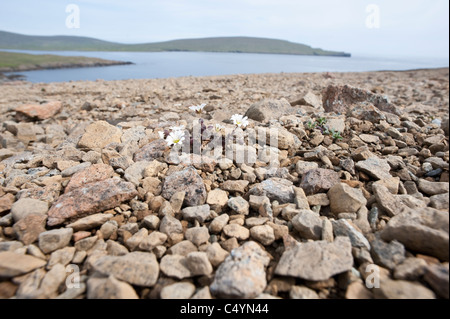 Edmondston's chickweed (Cerastium nigrescens) endemic plant grows only on two serpentine hills on the island of Unst Shetland Stock Photo