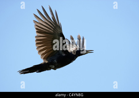 Black Woodpecker (Dryocopus martius) in flight. Stock Photo