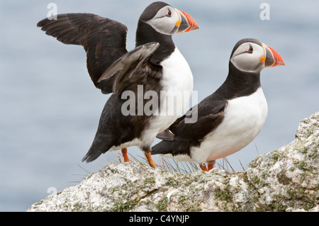 Atlantic Puffins (Fratercula arctica) pair on the cliff-top Hermaness National Nature Reserve Unst Shetland Scotland UK Europe Stock Photo