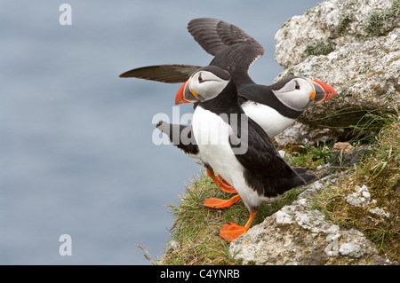 Atlantic Puffin (Fratercula arctica) pair on the cliff-top Hermaness National Nature Reserve Unst Shetland Scotland UK Europe Stock Photo