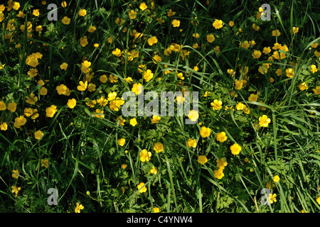 Creeping buttercup (Ranunculus repens) flowering in mature pasture, Devon Stock Photo